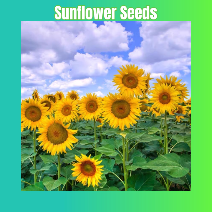 25 seeds/pack Sunflower seeds colorful sunflower mix sunflower seeds