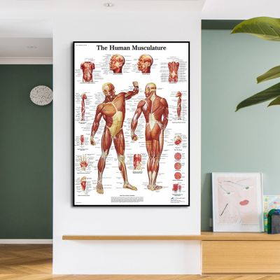 Human Body Anatomy Medical โปสเตอร์และพิมพ์ผ้าใบ Wall Art มนุษย์ Musculature ภาพวาดสำหรับห้องออกกำลังกาย Cuadros ตกแต่งบ้าน