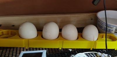 ไข่เชื้อไก่ซิลกี้ ชุดละ 6ฟอง สำหรับฟักในตู้ฟัก