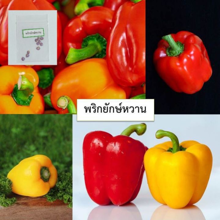 เมล็ดพริกยักษ์หวาน-10-เมล็ด-ซื้อ10แถม1-คละได้