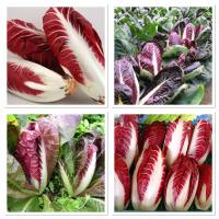 เมล็ดพันธุ์ แรดิชิโอ (ทรงรี) พันธุ์ชิโครี่รี (Oblong Red Radicchio Seed) บรรจุ 500 เมล็ด