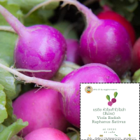 เมล็ดแรดิชสีม่วง เมล็ดหัวไชเท้าสีม่วง viola radish purple radish