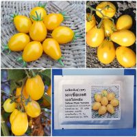 เมล็ดพันธุ์ มะเขือเทศ เยลโล่พลัม Yellow Plum Tomato Seed 30 เมล็ด คุณภาพดี ราคาถูก ของแท้