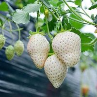 เมล็ดพันธุ์นำเข้าจาก ยุโรป เมล็ดพันธุ์ Garden Seed Strawberry สายพันธุ์ White Jewel 50 เมล็ด