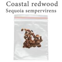 เมล็ดสน Sequoia sempervirens 100 มิลลิกรัม Coastal redwood เรดวูดชายฝั่ง บอนไซ