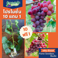 แพ็ค 10แถม1 กิ่งพันธุ์องุ่น “เฟรม ซีดเลท” (Flame Seedless) ไร้เมล็ด