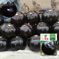 เมล็ดมะเขือกลมม่วงดำ 500เมล็ด Eggplant Seeds เมล็ดมะเขือม่วง เมล็ดมะเขือดำ เมล็ดมะเขือกลมดำ