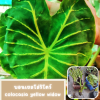 1 ต้น colocasia yellow widow หรือราชินีฟาโรห์เหลือง กระดูกใบเหลืองสวย เด่น ส่งแบบตัดใบออก สินค้าพร้อมจัดส่ง