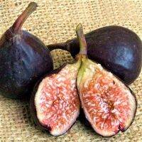 ต้นสมบูรณ์มาก Figs Plant ต้นมะเดื่อฝรั่ง พันธุ์ Violet de Bordeaux (วีดีบี) อร่อย หวาน หอมมากๆ รากแน่นๆ จัดส่งพร้อมกระถาง 6 นิ้ว ลำต้นสูง 45-50 ซม