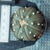 แอสโตรไฟตั้มผิวม่วง astrophytum pulple