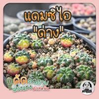 โปรโมชั่น ต้นยิมโนแดมสิไอด่าง ( ต้นกระบองเพชร Gymnocalycium damsii )แคคตัส ราคาถูก  แคคตัส กระบองเพรช ตะบองเพรช ไม้จิ๋ว ไม้ตั้งโต๊ะทำงาน ไม้ประดับ ไม้มงคล ไม้ดอก