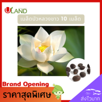 Uland เมล็ดพันธุ์บัวหลวงขาว 10 เมล็ดบัวหลวง บัวหลวงขาวดอกใหญ่ เมล็ดดอกบัว ดอกบัวไหว้พระ บัวหลวง