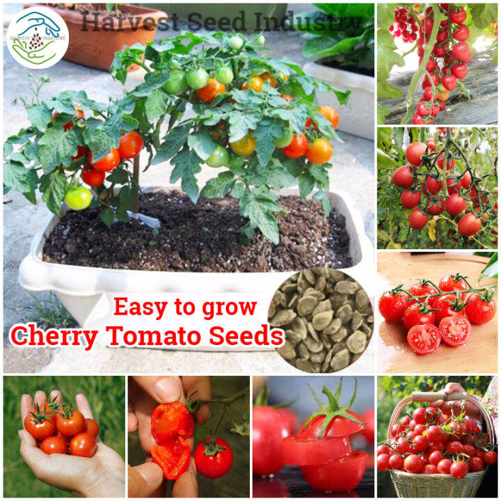 K-S Hybrid Sweet Cherry Tomato Seeds Gardening Bonsai Fruit Tree Seeds ...