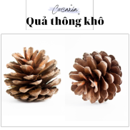 Quả Thông Khô Trang Trí Nhà Cửa Decor