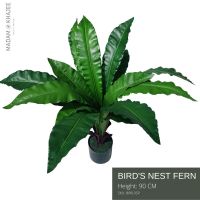 Birds nest Fern - Height 90 cm ต้นเฟิร์นข้าหลวง  ความสูง 90 ซม.