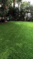 ขายถูก 1 กิโลกรัม เมล็ดหญ้ามาเลเซีย Tropical Carpet grass Savanna Grass หญ้าปูสนาม สนามหญ้า พืชตระกูลหญ้า เมล็ดพันธ์หญ้า ปูหญ้า ปูสนาม