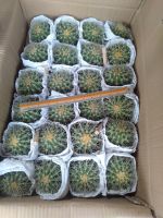 B24 ถังทองขนาดลูก 4 นิ้ว ยกลัง 24 ลูก Golden Barrel Cactus