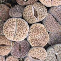 25 เมล็ด เมล็ดไลทอป Lihops Seeds พืชอวบน้ำ ไม้ก้อนหิน สายพันธุ์ Lithops hookeri C336