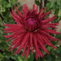 1 เหง้า/ชุุด รักเร่ Dahlia Bulb สายพันธุ์ Hollyhill Red Spider หัวรักเร่ ดอกไม้ หัวหน่อ เหง้า นำเข้า เนเธอร์แลน หัวสดใหม่