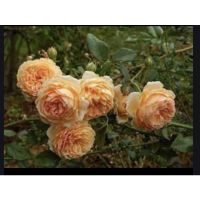 Pro +++ คราวปริ้นเซสมาร์กาเรต้า (Crown Princess Margareta) กุหลาบเลื้อยอังกฤษ สีส้ม ดอกมีกลิ่นหอม ออกดอกเป็นพวง เลื้อยสูง ราคาดี พรรณ ไม้ น้ำ พรรณ ไม้ ทุก ชนิด พรรณ ไม้ น้ำ สวยงาม พรรณ ไม้ มงคล