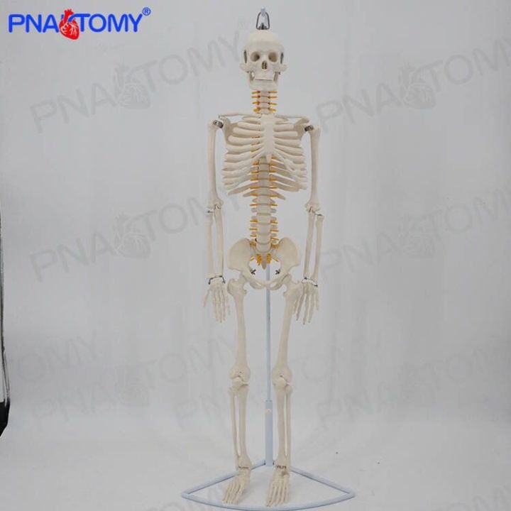 simulation-model-of-whole-body-skeleton-skeleton-skeleton-spine-small-removable-bending-medical-teaching-yoga-bonesetting