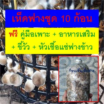 ก้อนเชื้อเห็ดฟาง 10 ก้อน ก้อนเดินดี แถมฟรี คู่มือการเพาะ + อาหารเสริม + ขี้วัว + หัวเชื้อแช่ฟางข้าว เพื่มจุลินทรีย์ให้กับเห็ดฟาง