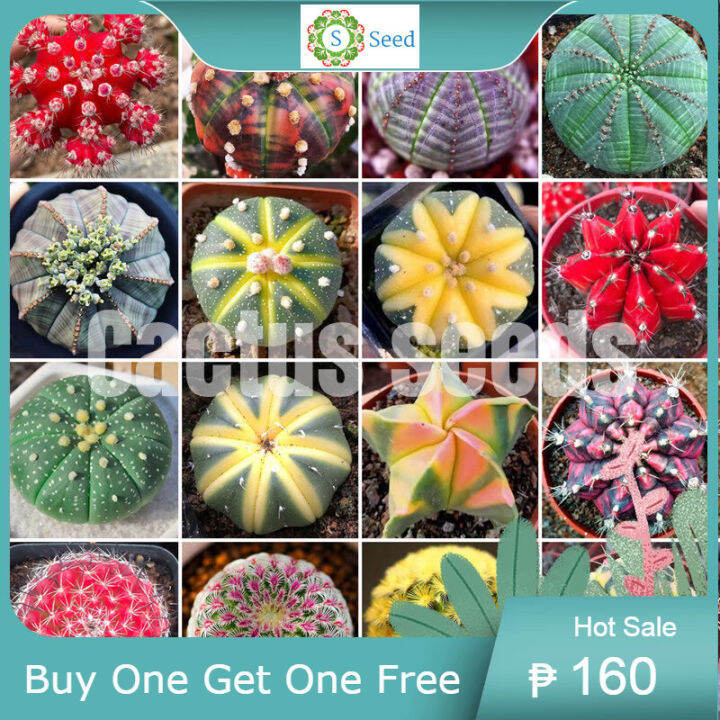 [Buy three Get Ten] [Fast Growing] Mix Rare Cactus Seeds for Sale