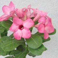 12 เมล็ด เมล็ดพันธุ์ ชวนชม Desert Rose สายพันธุ์ไต้หวัน ดอกสีชมพู Adenium Seed  กุหลาบทะเลทราย Desert Rose ราชินีบอนไซ  อัตราการงอก 80-90% มีคู่มือปลูก