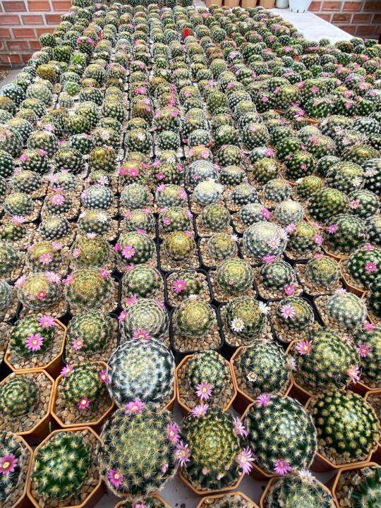 แมมขนนกเหลือง-แมมขนนกขาว-mammillaria-schiedeana-แมมขนนก-แมมขนนกไม้เมล็ด-ลุ้นสีดอก-แคคตัสราคาถูก