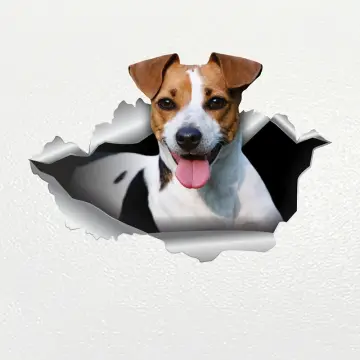 Jack russell outlet accessories