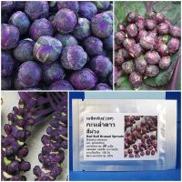 เมล็ดพันธุ์  กะหล่ำดาว สีม่วง (Red Bull Brussel Sprouts Seed) บรรจุ 20 เมล็ด คุณภาพดี ราคาถูก ของแท้ 100%