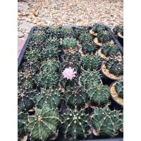 ขายดีอันดับ1 cactus ยิมโนคาไลเซียม ขนาดใหญ่ไซส์ให้ดอก แม่พันธุ์ ถูก คุ้มสุดสุด ต้นไม้ ฟอก อากาศ กระถาง ต้นไม้ ไม้ ประดับ ต้นไม้ ปลูก ใน บ้าน