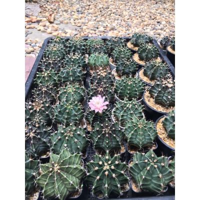 (promotion++) cactus ยิมโนคาไลเซียม ขนาดใหญ่ไซส์ให้ดอก แม่พันธุ์ ถูก สุดคุ้มม ต้นไม้ ฟอก อากาศ กระถาง ต้นไม้ ไม้ ประดับ ต้นไม้ ปลูก ใน บ้าน