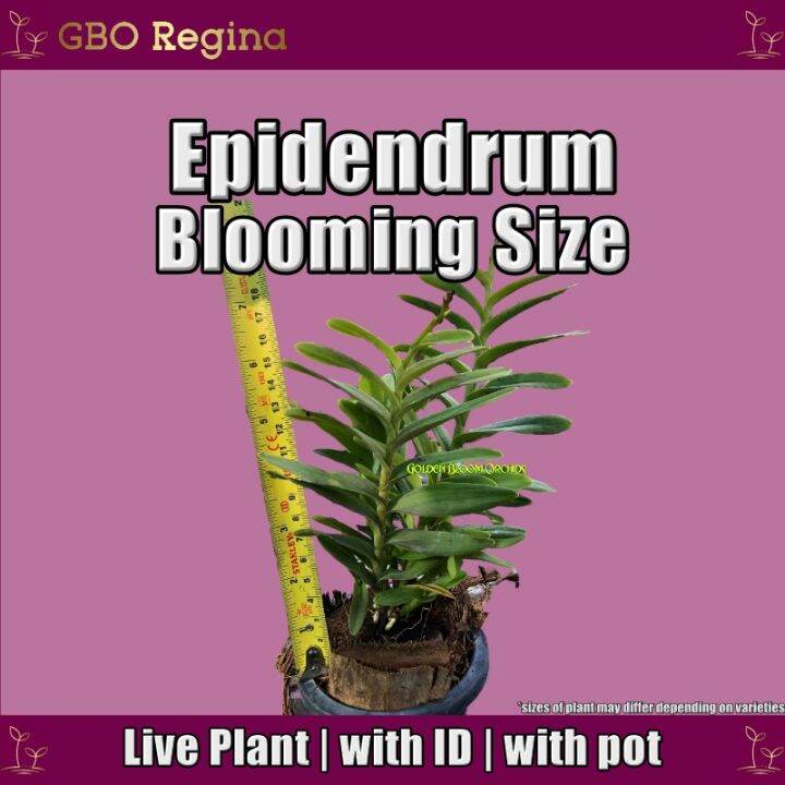 Orchids Epidendrum Blooming Size (no flower) (live plant, with ID