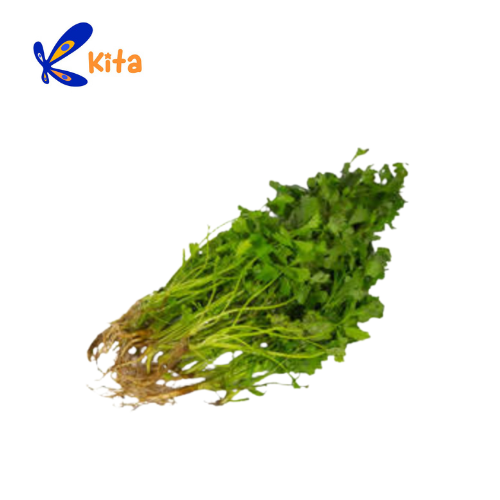 Kinchay | Lazada PH: Buy sell online Leeks with cheap price | Lazada PH