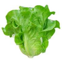 เมล็ดพันธุ์ ผักกาดหอมอิตาลี สีเขียว (Italian Lettuce Seed) บรรจุ 100 เมล็ด หัวใหญ่ กรอบมาก หวาน