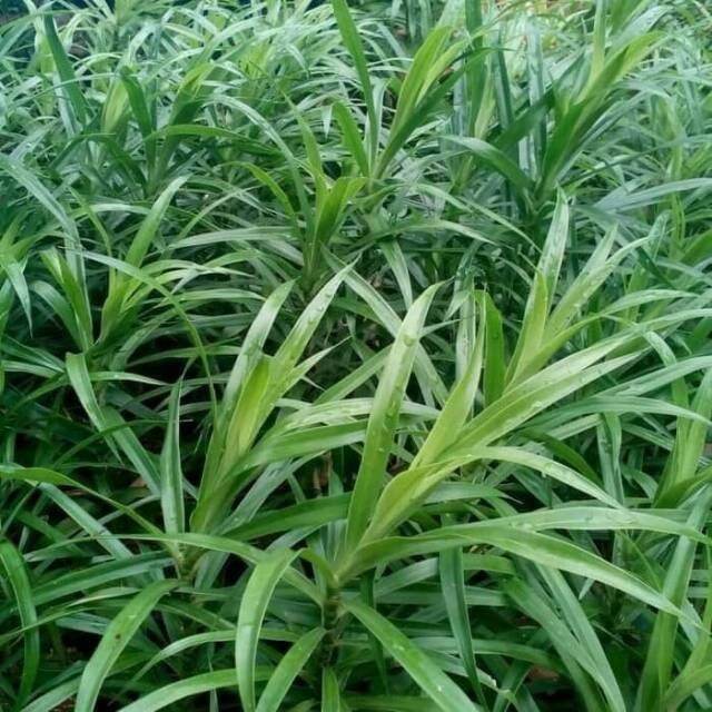 Tanaman Herbal Daun Sugi Pohon Suji Tanaman Suji Belut Lazada Indonesia