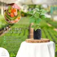 Treeno.9 T453 ซิโซะเขียว หรือ ใบโอบะ (ใบงาเกาหลี) (Green Shiso) ถุง 6 นิ้ว / สูง 40-50 ซม. / สมุนไพรกลิ่นหอม ดีต่อสุขภาพ (ต้นไม้)