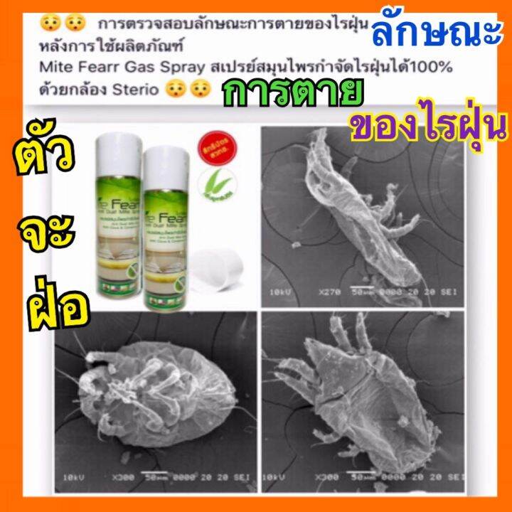 ส่งฟรี-flash-sale-ไรฝุ่น-สเปรย์กำจัดไรฝุ่น-mite-fearr-2-กระป๋อง-mitefearr-ช่วยเรื่อง-ภูมิแพ้ไรฝุ่น-สเปรย์ไรฝุ่น-ป้องกันไรฝุ่น-ฆ่าไรฝุ่่น-กลิ่นยูคาลิ