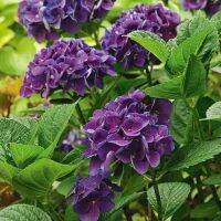 20 เมล็ด เมล็ดไฮเดรนเจีย Hydrangea Seeds สีม่วง ไฮเดรนเยียสายพันธุ์ฝรั่งเศส ของแท้ 100% อัตรางอก 70-80% มีคู่มือปลูก ปลูกในกระถางได้