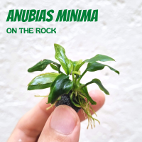 อนูเบียสมินิม่าเกาะหิน ขนาดจิ๋ว  พร้อมหย่อนลงตู้ - Anubias minima xs on the rock ต้นไม้น้ำ