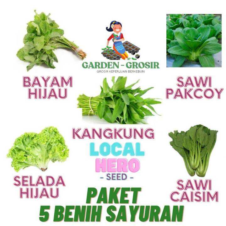 Berkebun Paket Macam Benih Sayuran Daun Hari Panen Bayam Kangkung