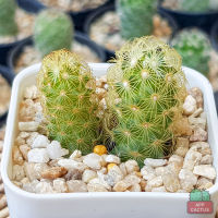 แมมมิลาเรียนิ้วทอง (Mamillaria Elongata) กระบองเพชร แคคตัส