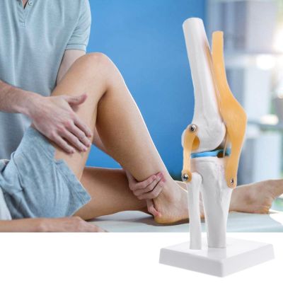 * Human Anatomical Knee Joint Flexible Skeleton Model