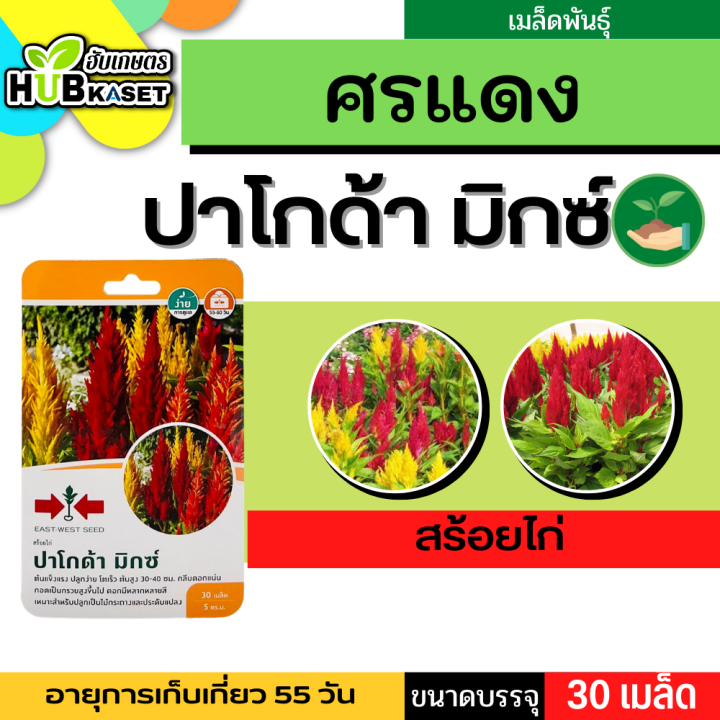 ศรแดง 🇹🇭 สร้อยไก่ ปาโกด้า มิกซ์ ขนาดบรรจุประมาณ 30 เมล็ด อายุเก็บเกี่ยว 55-60 วัน