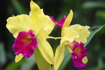30 เมล็ดพันธุ์ เมล็ดกล้วยไม้ แคทลียา (Cattleya Orchids) Orchid flower seeds อัตราการงอก 80-85%