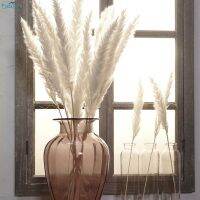 Perfecty กกแห้ง15ชิ้นเครื่องประดับเครื่องตกแต่งหน้าต่างหญ้า Phragmites ดอกไม้ DIY สำหรับงานเลี้ยงฝักบัวเจ้าสาวแต่งงาน