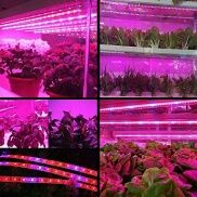 Chickeleil Dải Đèn Trồng Cây 0.5 1 2M Đèn 2385 Dải Đèn LED Trồng Cây Đèn
