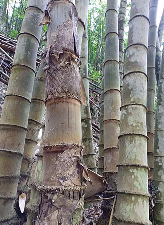 ขายส่ง-100-เมล็ด-เมล็ดไผ่หกยักษ์-the-giant-bamboo-มีชื่อเรียกอย่างอื่นว่า-หว่าซึ-ไผ่นวลใหญ่-ไผ่โป-ไผ่ยักษ์-bamboo-seeds-ไผ่-วงศ์หญ้า-ไม้ไม่ผลัด