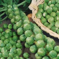 เมล็ดพันธุ์ผัก เมล็ดพืชพันธุ์ กะหล่ำดาว Brussels Sprouts พันธุ์ Groninger Stiekema 30 เมล็ด พร้อมวิธีการปลูกและดูแลรักษา นำเข้าจากฮอลแลนด์